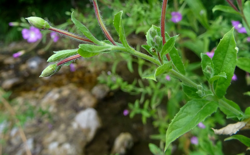 Epilobium hirsutum / Garofanino dacqua